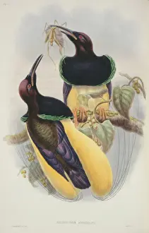 Alcedinidae Prints: Tanysiptera sylvia, buff-breasted paradise kingfisher