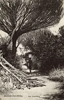 Euphorbia Prints: Tanzania - Usambara - Candelabra Tree