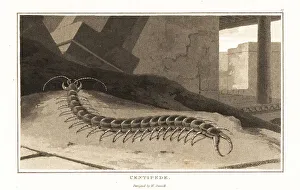 Centipede Prints: Tanzanian blue ringleg, Scolopendra morsitans