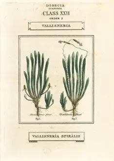 Classes Prints: Tape grass or eel grass, Vallisneria spiralis