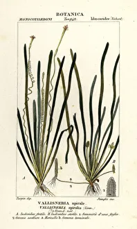 Tape grass or eel grass, Vallisneria spiralis
