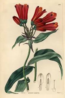 Bomarea Prints: Taper-leaved bomarea or yatzi, Bomarea acutifolia