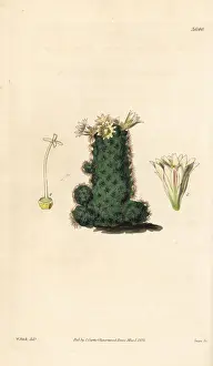 Succulent Prints: Taper mammillaria cactus, Mammillaria tenuis