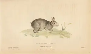 Lepus Prints: Tapeti or Brazilian cottontail, Sylvilagus brasiliensis
