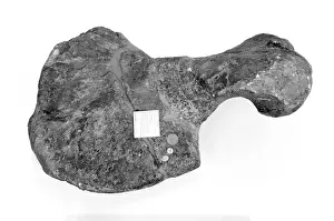 Tapinocephalus atherstonei