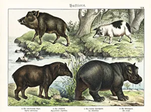 Hippo Prints: Tapir, hippo, pig and boar