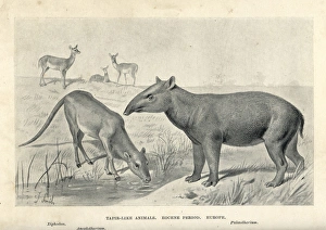 Eocene Gallery: Tapir-like animals of the Eocene