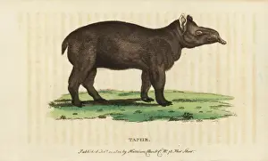 Vulnerable Prints: Tapir, Tapirus terrestris Vulnerable