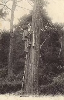 Tapping for pine resin - Arcachon, France