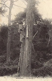 Images Dated 14th February 2011: Tapping for pine resin - Arcachon, France