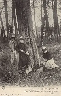 Tapping for pine resin - Landes, France