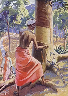 Tapping a Rubber Tree