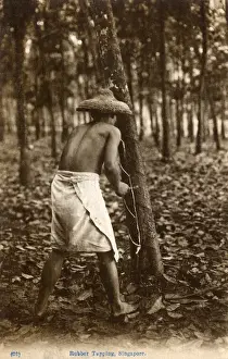 Bark Prints: Tapping a rubber tree - Singapore