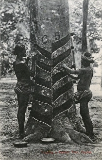 Images Dated 24th April 2012: Tapping a rubber tree in Sri Lanka
