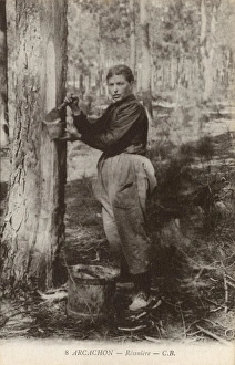 Aquitaine Gallery: Tapping a tree for resin at Arcachon, France