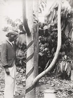 Tapping a tree for rubber ? likely Ceylon, Sri Lanka