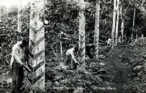 Taps Prints: Tapping trees for rubber in Samoa