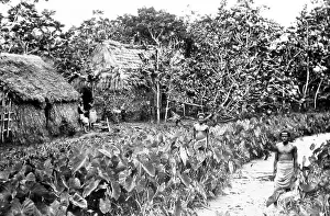 Tara and breadfruit plantation, Fiji, Victorian period