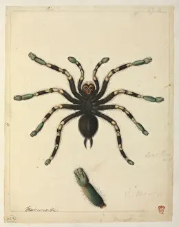 Tarantula