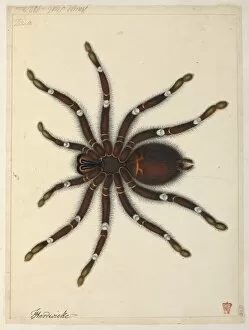 Araneae Gallery: Tarantula