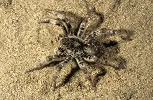 Arachnids Prints: Tarantula - living in woods in river Tes-Hem valley