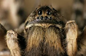 Eyes Collection: Tarantula spider - close-up of face