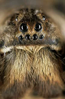Tarantula spider - face