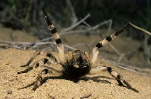 Threat Collection: Tarantula spider in threatening pose
