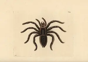 Polydore Prints: Tarantula wolf spider, Lycosa tarantula