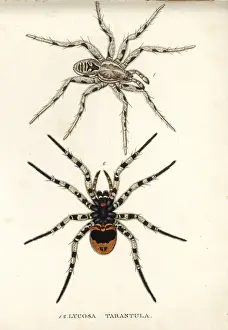Tarantula wolf spider, Lycosa tarantula