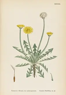 Taraxacum Officinale
