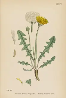 Pla Nts Prints: Taraxacum Officinale
