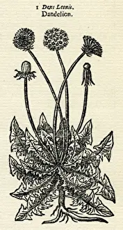 Taraxacum Officinale