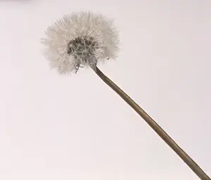 Taraxacum officinale, dandelion