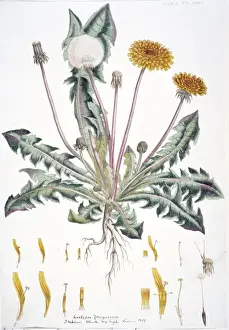Taraxacum officinale, dandelion