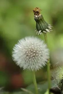 Dandelion Prints: Taraxacum offininale, dandelion clock