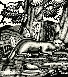 Otter Prints: Tarka the Otter