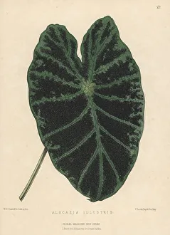 Nurseryman Prints: Taro, Colocasia esculenta