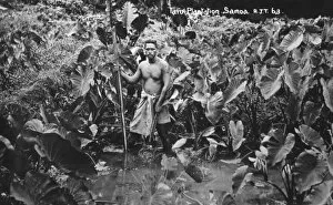 Araceae Gallery: Taro Plantation - Samoa - Pacific Ocean