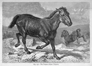 Equus Prints: Tarpan / Unknown Source