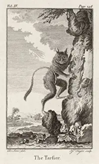 Lives Prints: Tarsier - 2