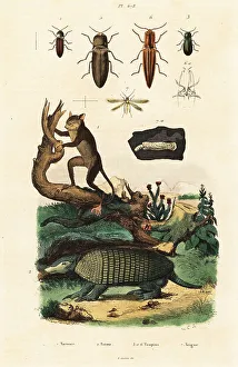 Du Casse Prints: Tarsier, armadillo and beetles