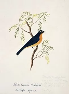Margaret Bushby La Cockburn Collection: Tarsiger indicus, white-browed scrub-robin