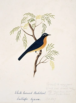 Tarsiger indicus, white-browed scrub-robin Tarsiger indicus, white-browed scrub-robin