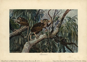 Tarsius, haplorrhine primate genus that can