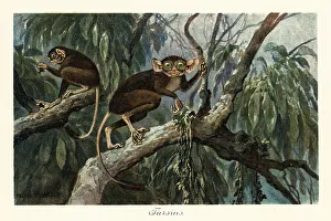 Eocene Prints: Tarsius, haplorrhine primate genus of tarsiers
