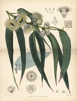 Medicinal Prints: Tasmanian blue gum tree, Eucalyptus globulus