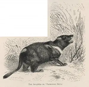 Loud Prints: Tasmanian Devil - 2