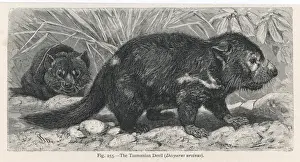 Tasmanian Devil