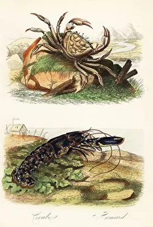 Achille Comte Prints: Tasmanian giant crab, Pseudocarcinus gigas, and European lobster